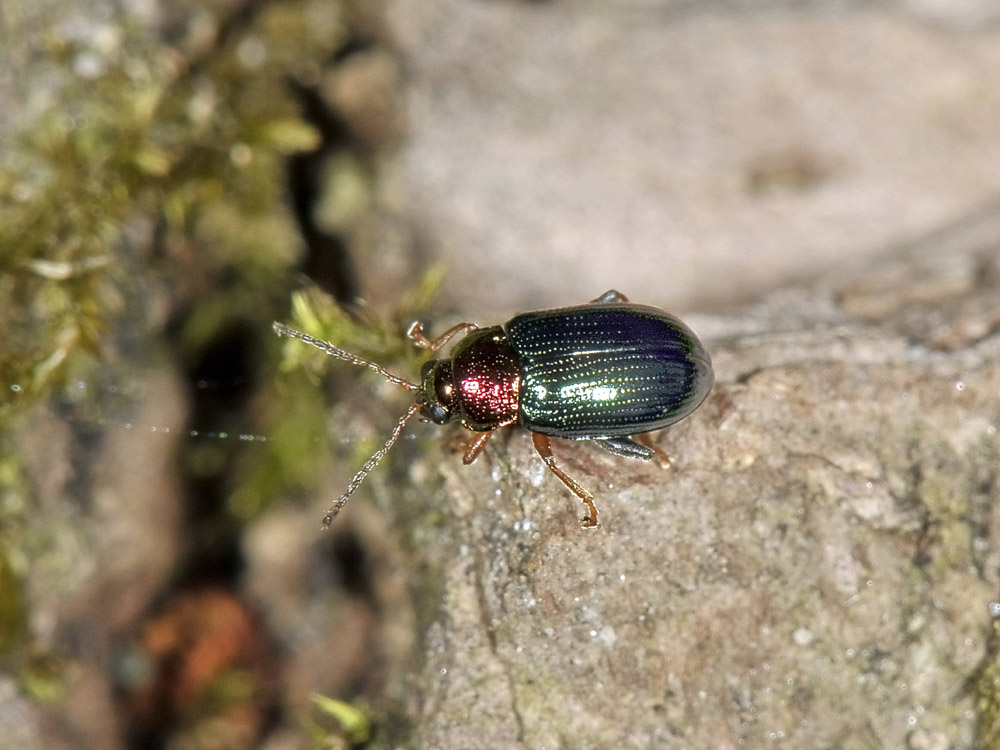 Crepidodera aurata?